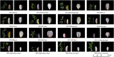 Analysis of the shape characteristics and nutritional components of Akebia trifoliata in Qinba Mountains